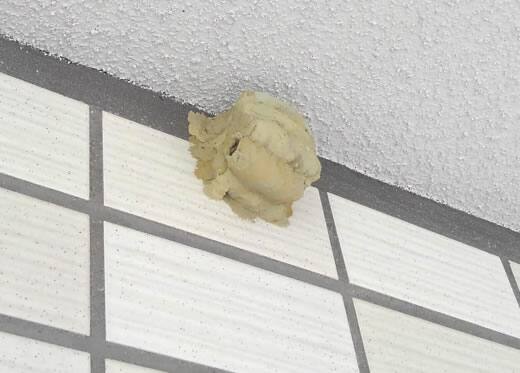 ドロバチの巣駆除共用廊下
